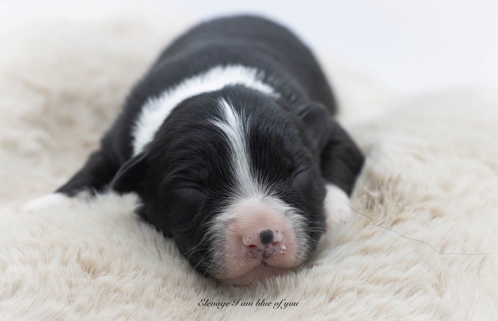 I Am Blue Of You - Chiots disponibles - Berger Australien