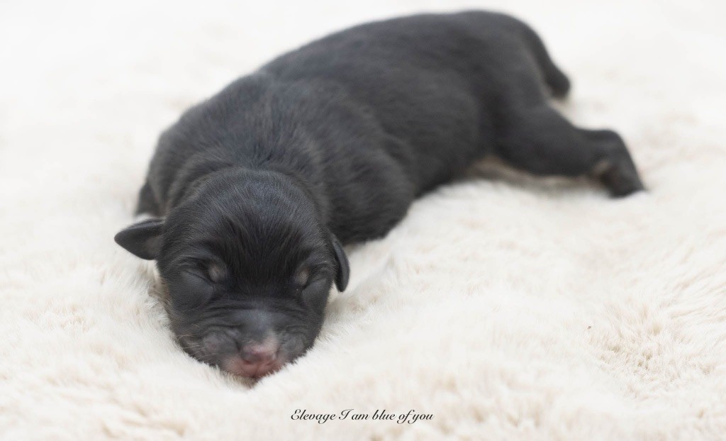 I Am Blue Of You - Chiots disponibles - Berger Australien