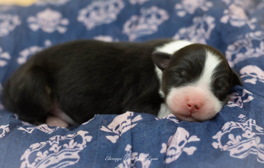 I Am Blue Of You - Chiots disponibles - Berger Australien