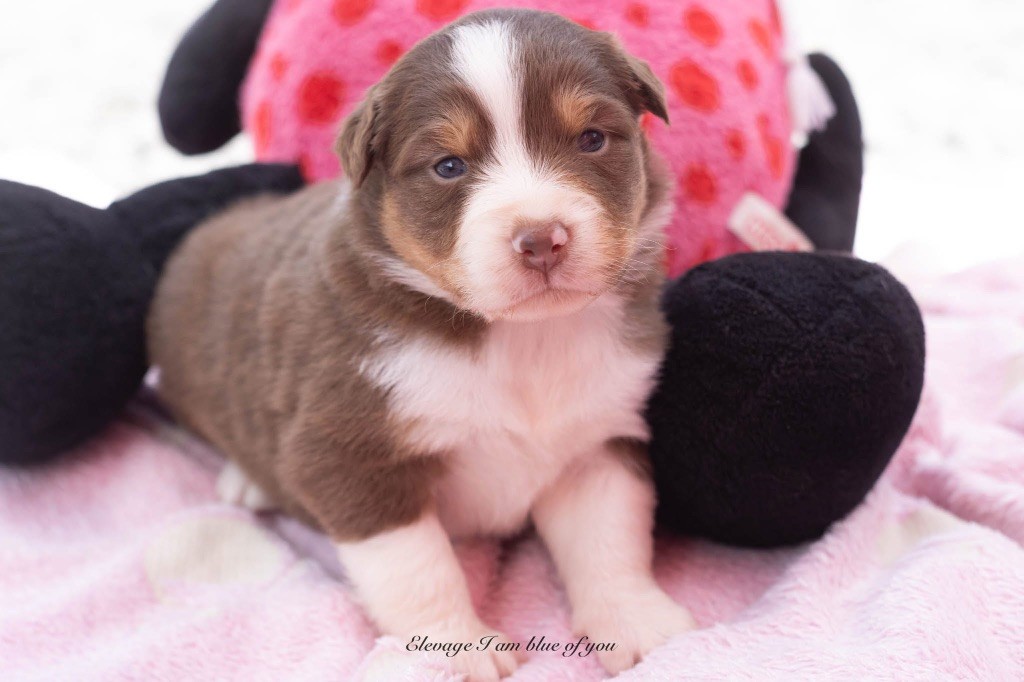 I Am Blue Of You - Chiots disponibles - Berger Australien
