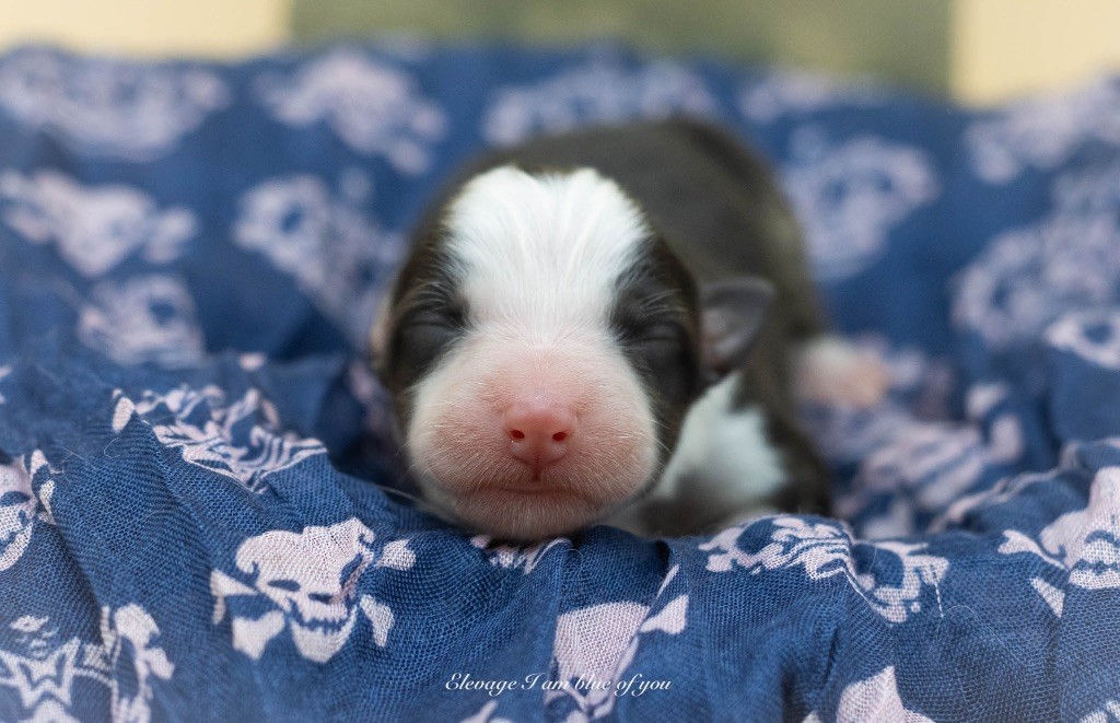 I Am Blue Of You - Chiots disponibles - Berger Australien