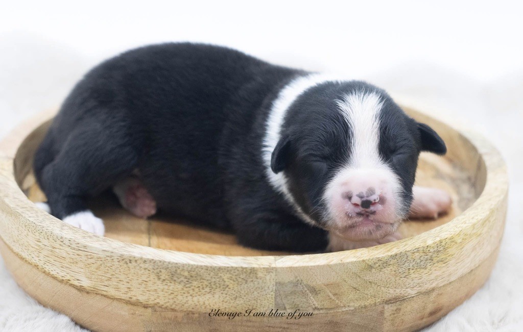 I Am Blue Of You - Chiots disponibles - Berger Australien