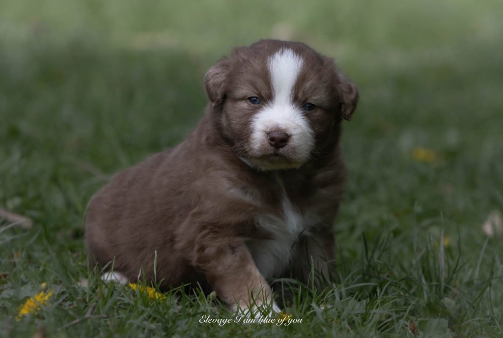 I Am Blue Of You - Chiots disponibles - Berger Australien