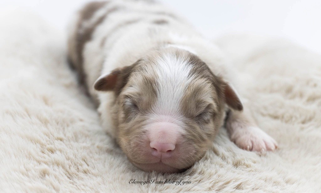 I Am Blue Of You - Chiots disponibles - Berger Australien