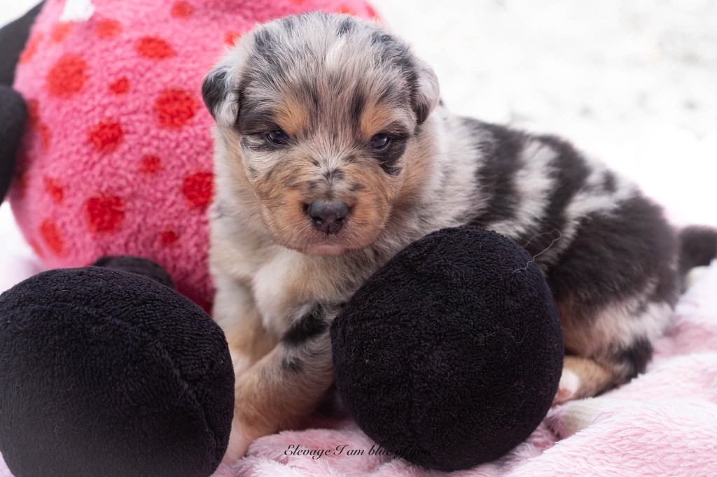I Am Blue Of You - Chiots disponibles - Berger Australien