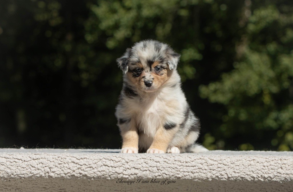 I Am Blue Of You - Chiots disponibles - Berger Australien