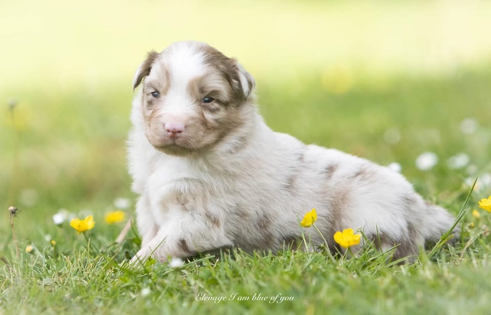 I Am Blue Of You - Chiots disponibles - Berger Australien
