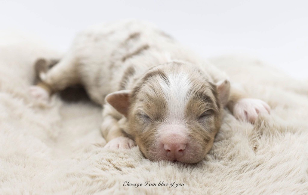 I Am Blue Of You - Chiots disponibles - Berger Australien