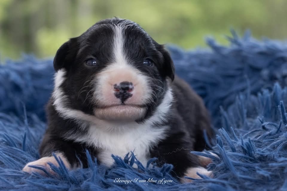 I Am Blue Of You - Chiots disponibles - Berger Australien