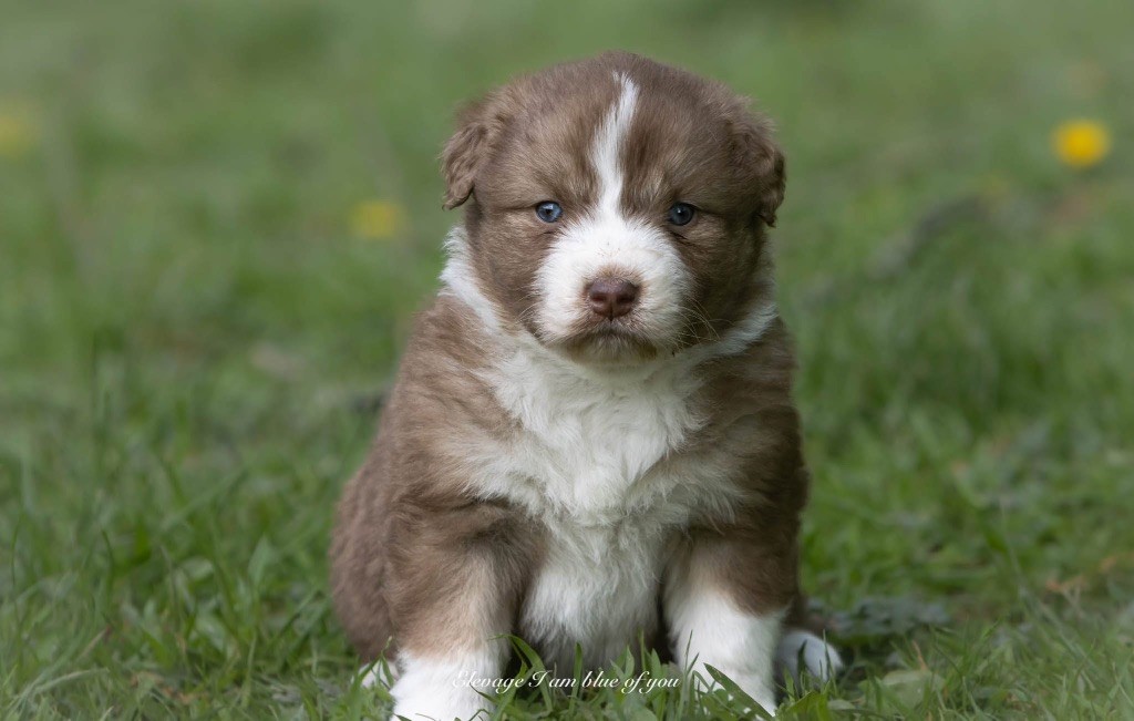 I Am Blue Of You - Chiots disponibles - Berger Australien