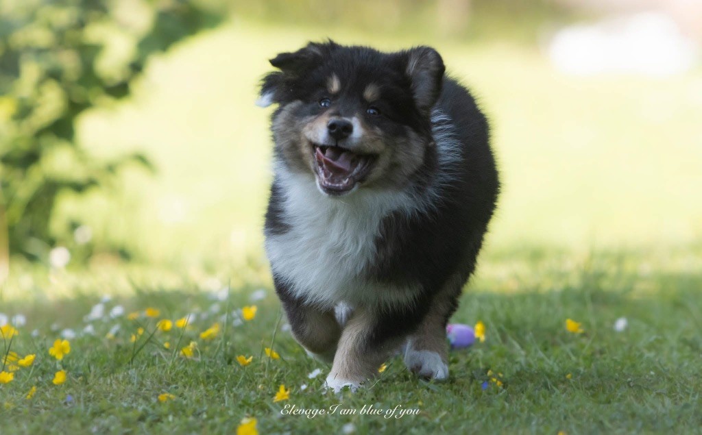 I Am Blue Of You - Chiots disponibles - Berger Australien