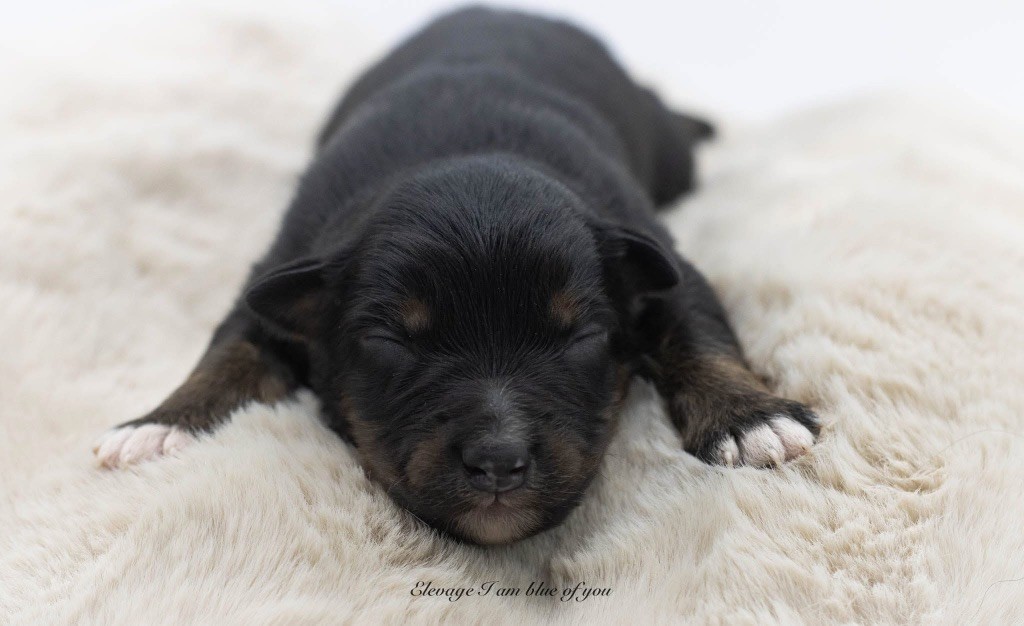 I Am Blue Of You - Chiots disponibles - Berger Australien
