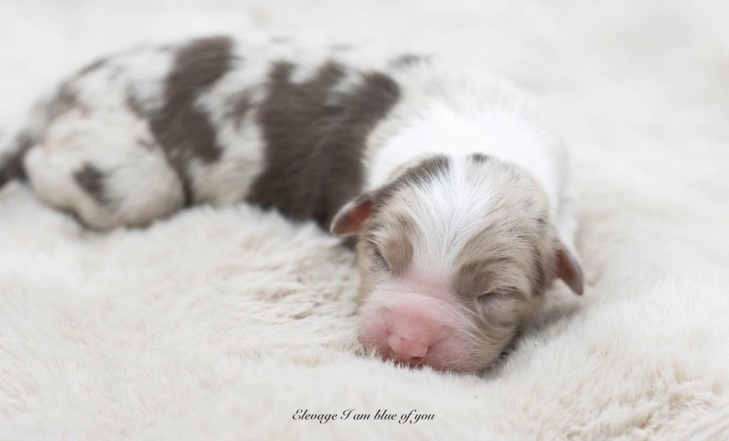 I Am Blue Of You - Chiots disponibles - Berger Australien