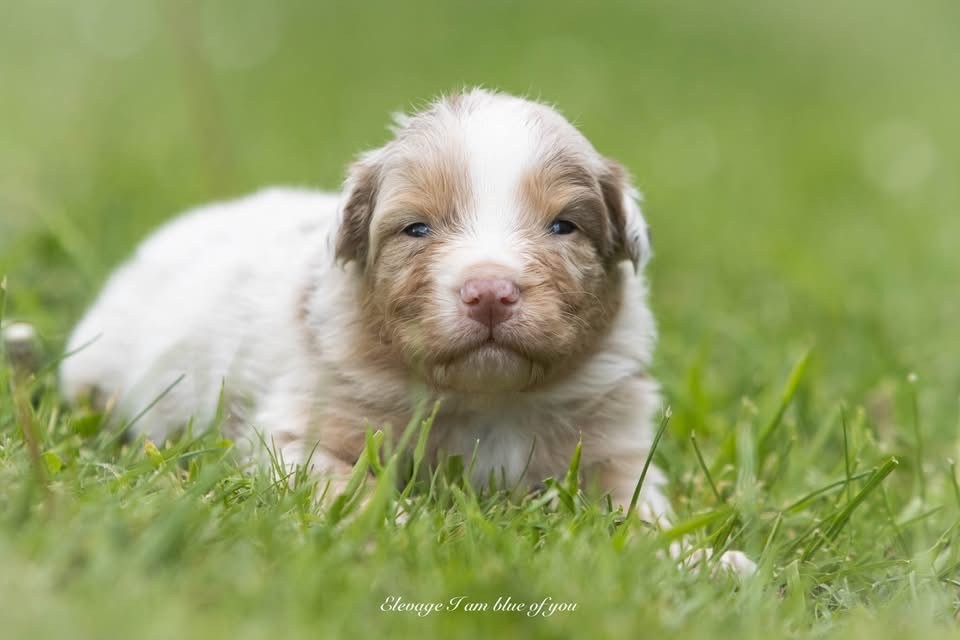 I Am Blue Of You - Chiots disponibles - Berger Australien