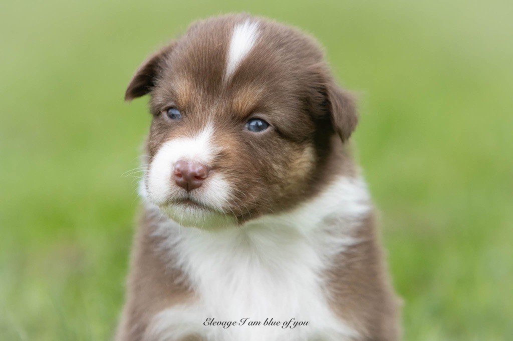 I Am Blue Of You - Chiots disponibles - Berger Australien