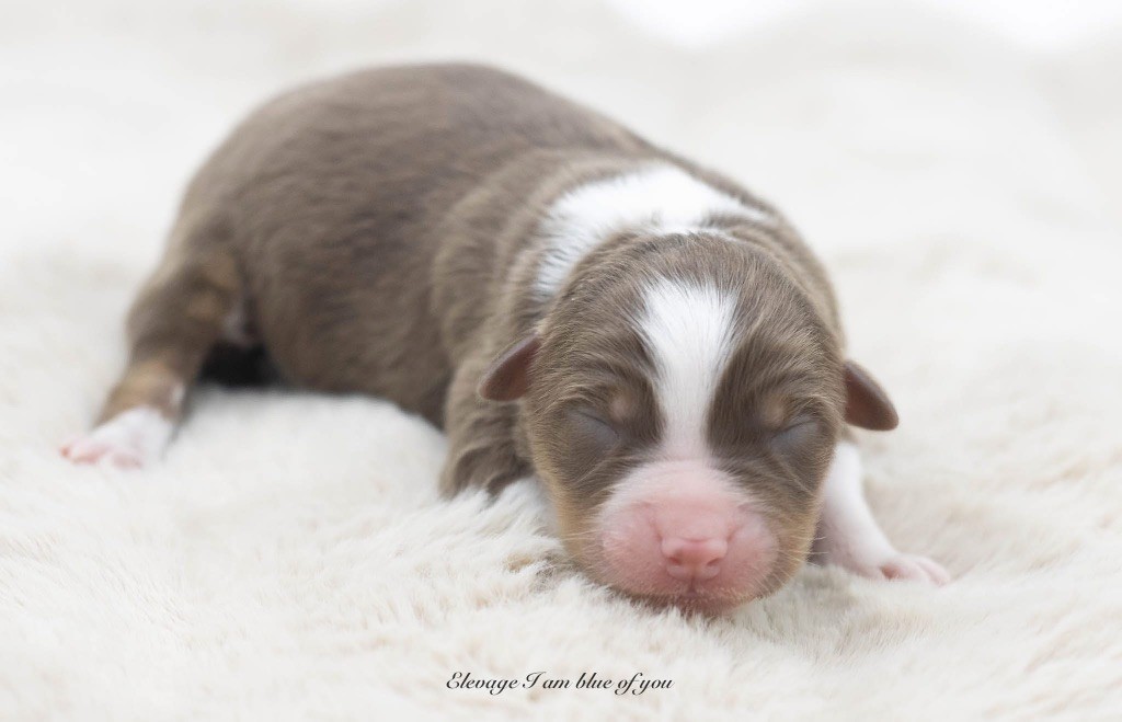I Am Blue Of You - Chiots disponibles - Berger Australien