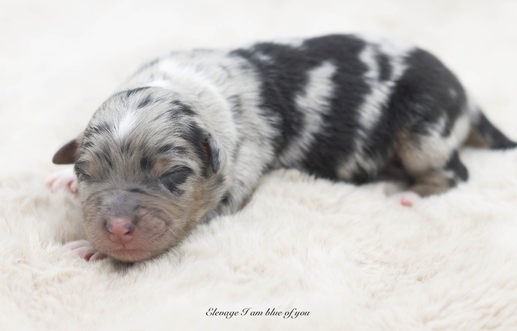 I Am Blue Of You - Chiots disponibles - Berger Australien