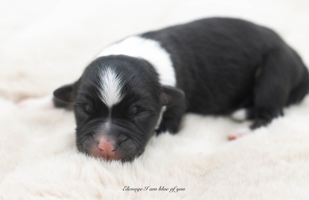 I Am Blue Of You - Chiots disponibles - Berger Australien