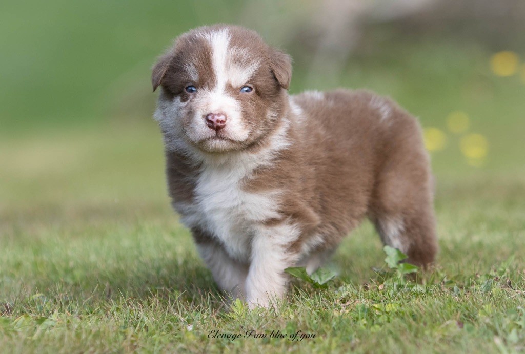 I Am Blue Of You - Chiots disponibles - Berger Australien