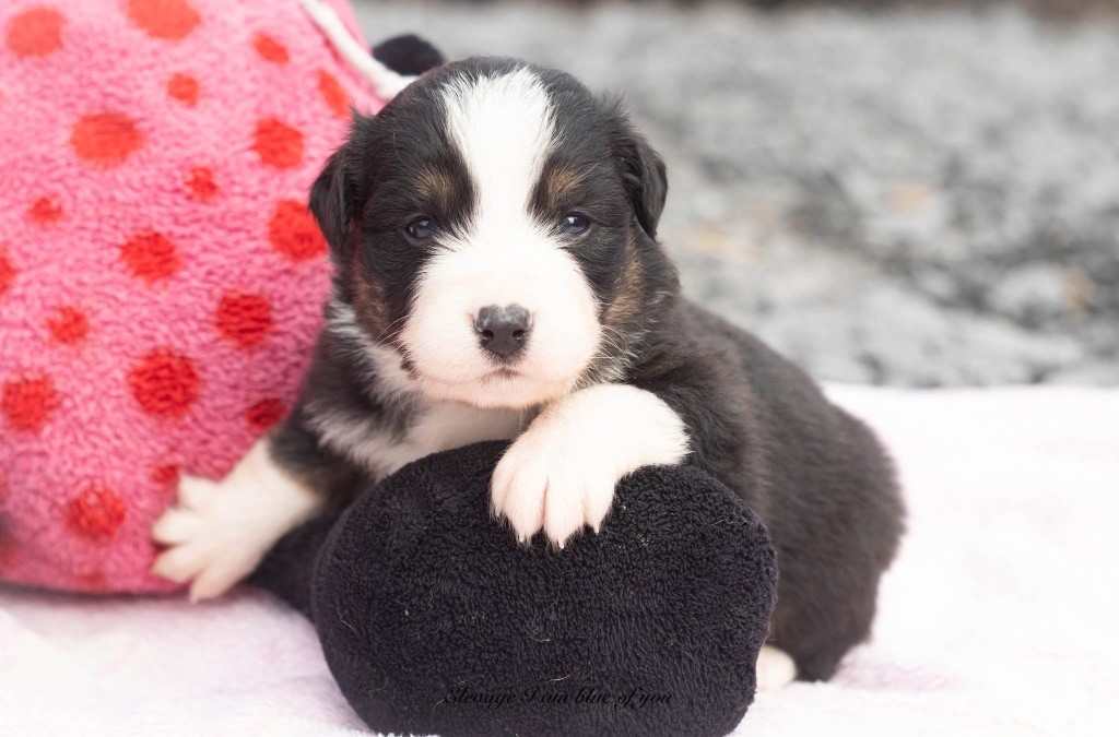 I Am Blue Of You - Chiots disponibles - Berger Australien