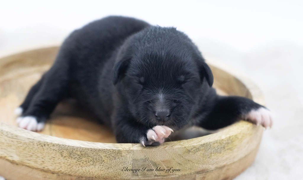 I Am Blue Of You - Chiots disponibles - Berger Australien