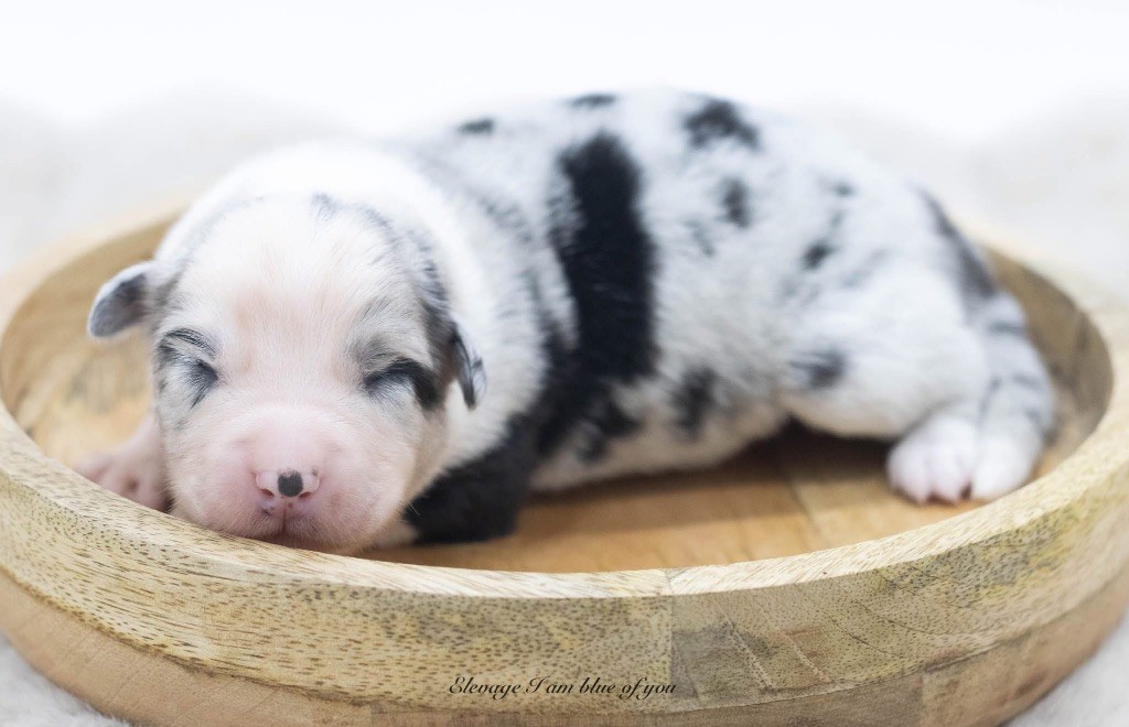 I Am Blue Of You - Chiots disponibles - Berger Australien