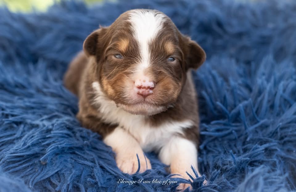 I Am Blue Of You - Chiots disponibles - Berger Australien