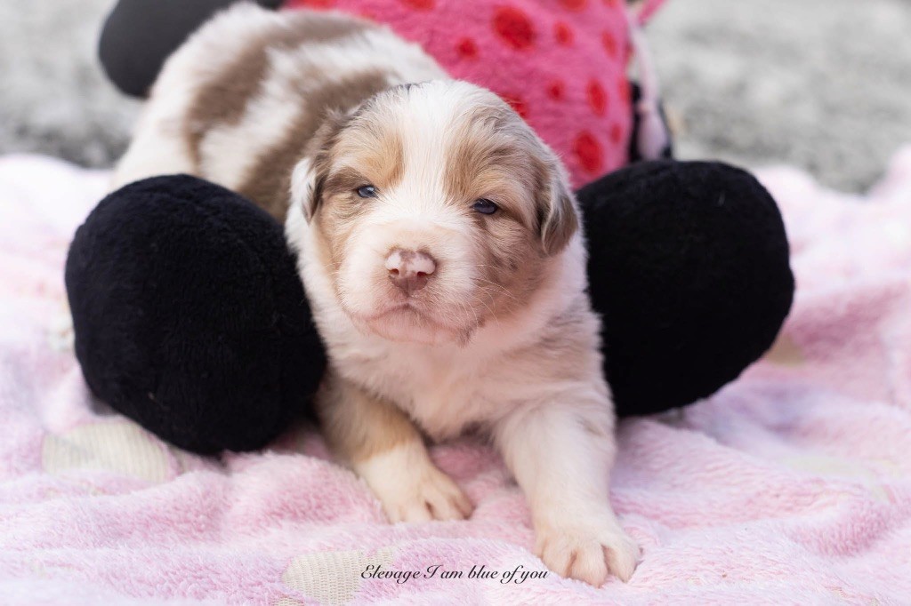 I Am Blue Of You - Chiots disponibles - Berger Australien