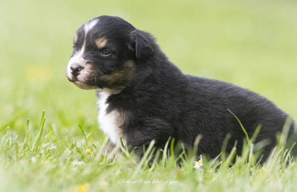 I Am Blue Of You - Chiots disponibles - Berger Australien