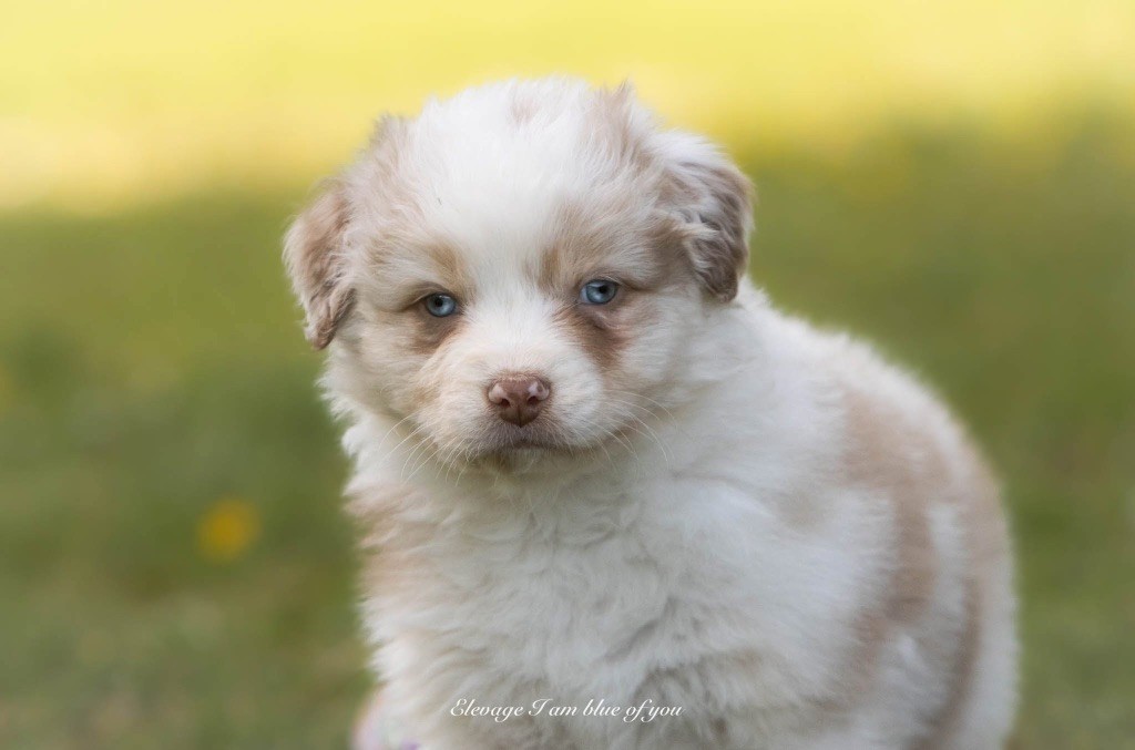 I Am Blue Of You - Chiots disponibles - Berger Australien