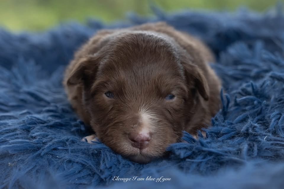 I Am Blue Of You - Chiots disponibles - Berger Australien