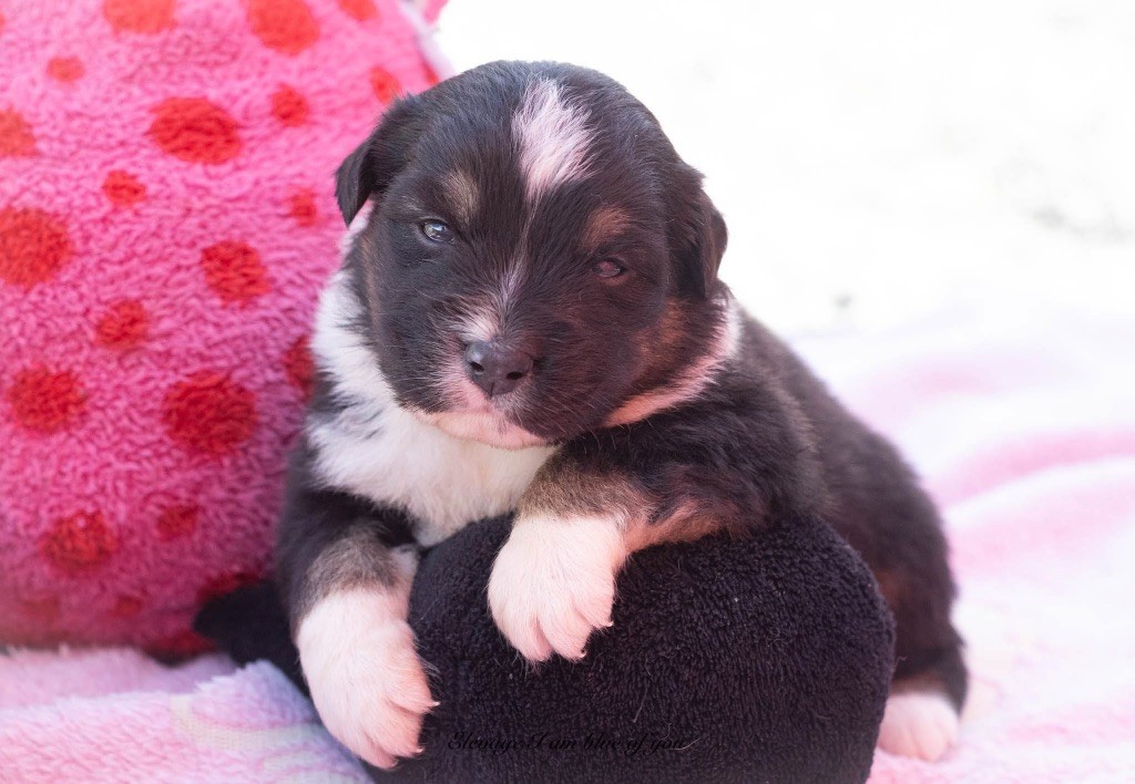 I Am Blue Of You - Chiots disponibles - Berger Australien