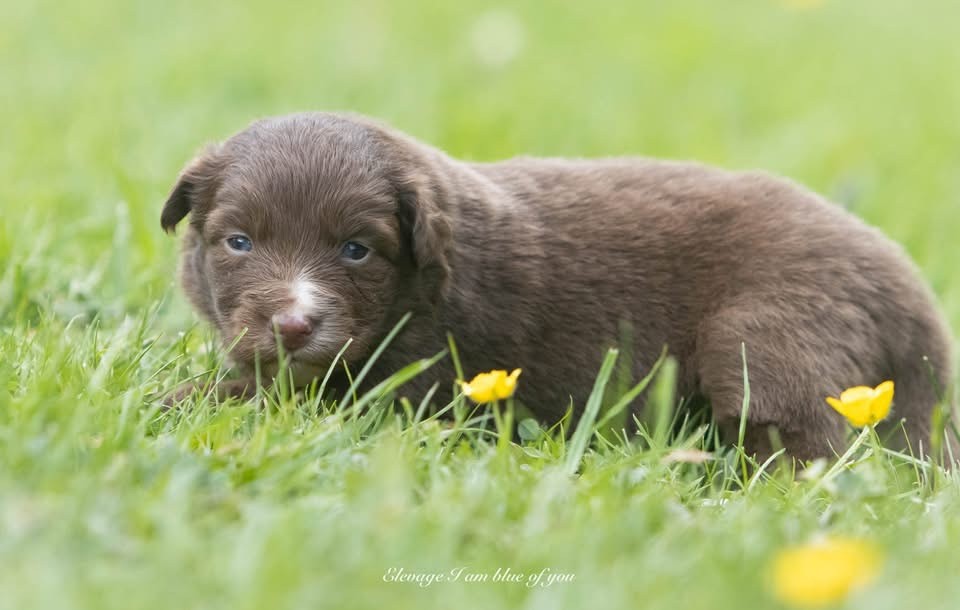 I Am Blue Of You - Chiots disponibles - Berger Australien