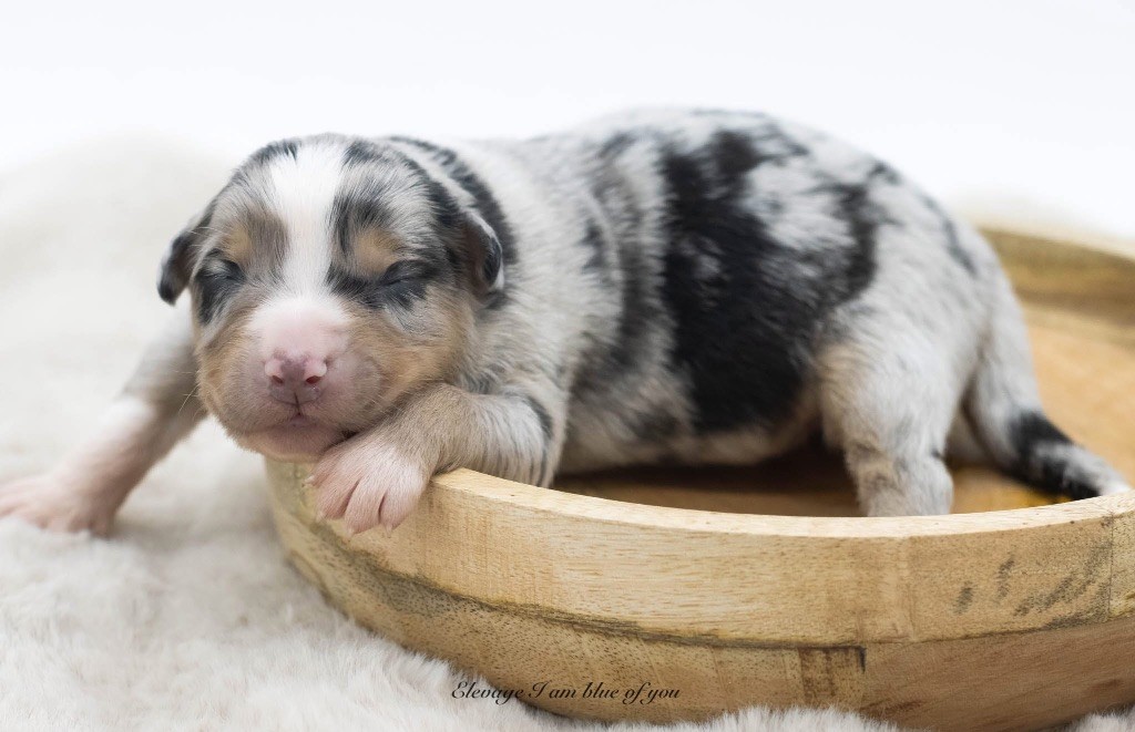 I Am Blue Of You - Chiots disponibles - Berger Australien
