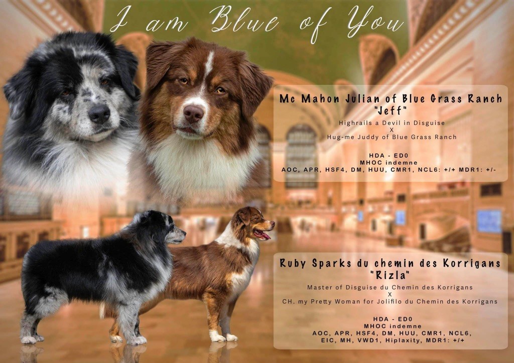 Chiot Berger Australien I Am Blue Of You